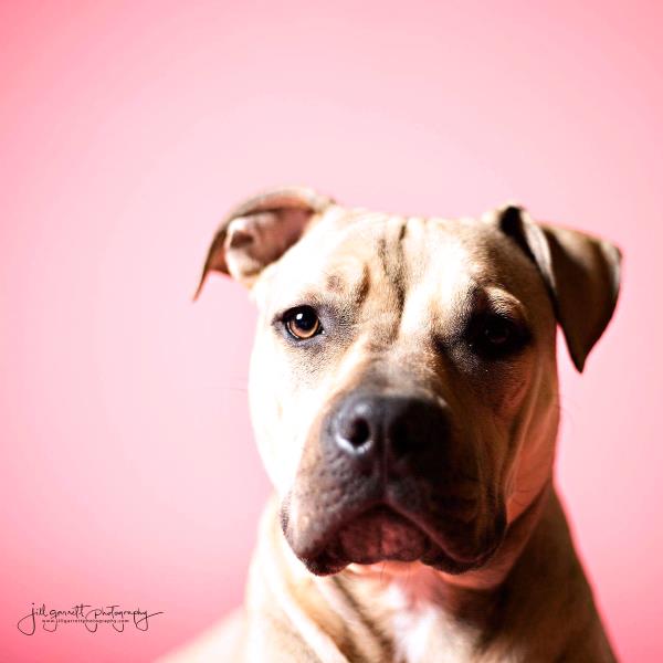 /Images/uploads/Humane Society of Utah/HSU2018/entries/4488thumb.jpg